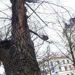 Dvacátý týden 2017/2018 | Koventinka Koventinka | Dvacátý týden 2017/2018