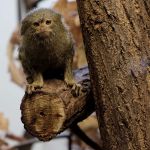 Dvacátý týden 2017/2018 | Koventinka Koventinka | Dvacátý týden 2017/2018