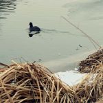 Dvacátý sedmý týden 2017/2018 | Koventinka Koventinka | Dvacátý sedmý týden 2017/2018