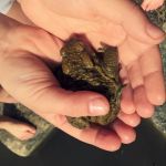 Třicátý první týden 2017/2018 | Koventinka Koventinka | Třicátý první týden 2017/2018