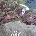 Sedmnáctý týden 2018/19 | Koventinka Koventinka | Sedmnáctý týden 2018/19